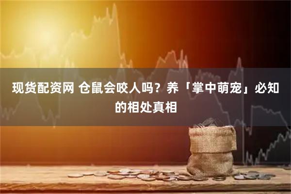现货配资网 仓鼠会咬人吗？养「掌中萌宠」必知的相处真相