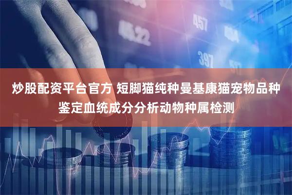 炒股配资平台官方 短脚猫纯种曼基康猫宠物品种鉴定血统成分分析动物种属检测
